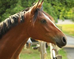 dressage horse Daichgräber MF (German Riding Pony, 2022, from Doppelklang)