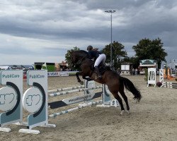 jumper Countendro (Hanoverian, 2015, from Countselo)