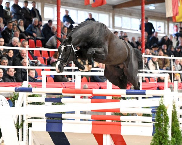 stallion Tobaro (Oldenburg show jumper, 2020, from Tobago Z)