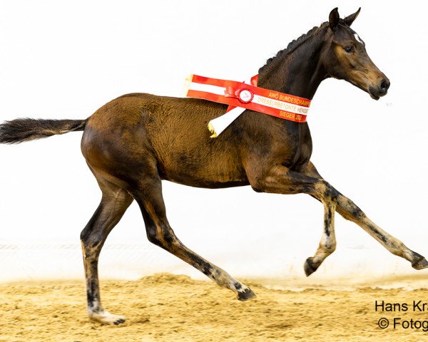 foal by Viva Austria SA (Austrian Warmblood, 2023, from Viva Gold 3)