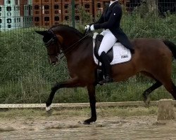 dressage horse Supergirl Fh (Oldenburg, 2013, from San Amour I)