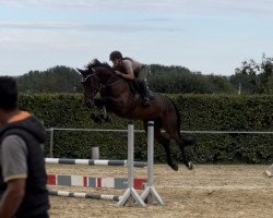 jumper Polina D (Rhinelander, 2019, from VDL Pommerol de Muze)