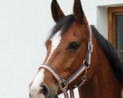 broodmare Cola Zero (Oldenburg, 2005, from Cola 10)