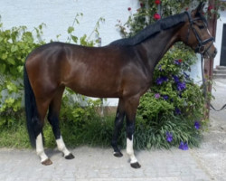 dressage horse Famsara Z (Zangersheide riding horse, 2020, from Forrest Gump)