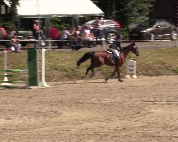 Reitturnier Lgl.-Oberhain, B95 2021