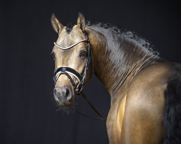 dressage horse Ducati (German Riding Pony, 2019, from Dreiklang AT)