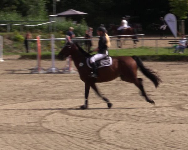 Reitturnier Lgl.-Oberhain, B95 2021