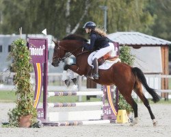 jumper Giotto 78 (German Riding Pony, 2003)