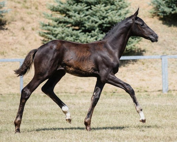 dressage horse Glocks Secret (Hanoverian, 2023, from Glock's Toto Jr.)