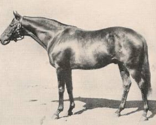 stallion Link Boy xx (Thoroughbred, 1928, from Pharos xx)
