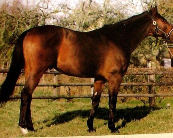 stallion Rubloff xx (Thoroughbred, 1977, from Sir Ivor xx)