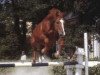 stallion Quater du Bourg (Selle Français, 1982, from Fend l'Air)