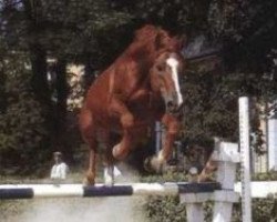 stallion Quater du Bourg (Selle Français, 1982, from Fend l'Air)