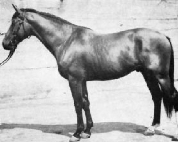 stallion Benzau (Selle Français, 1967, from Rantzau xx)