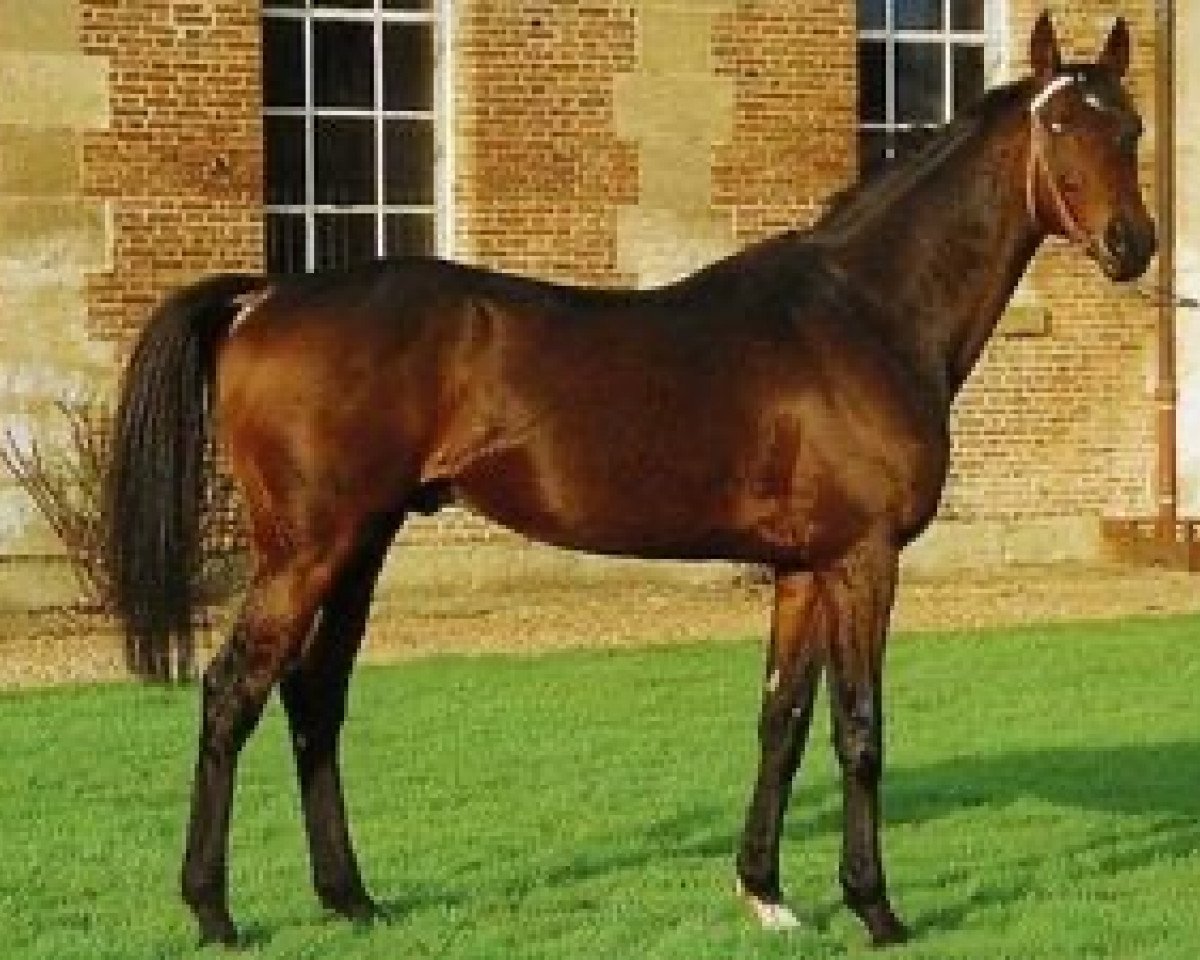 stallion Dear Doctor xx (Thoroughbred, 1987, from Crystal Glitters xx)