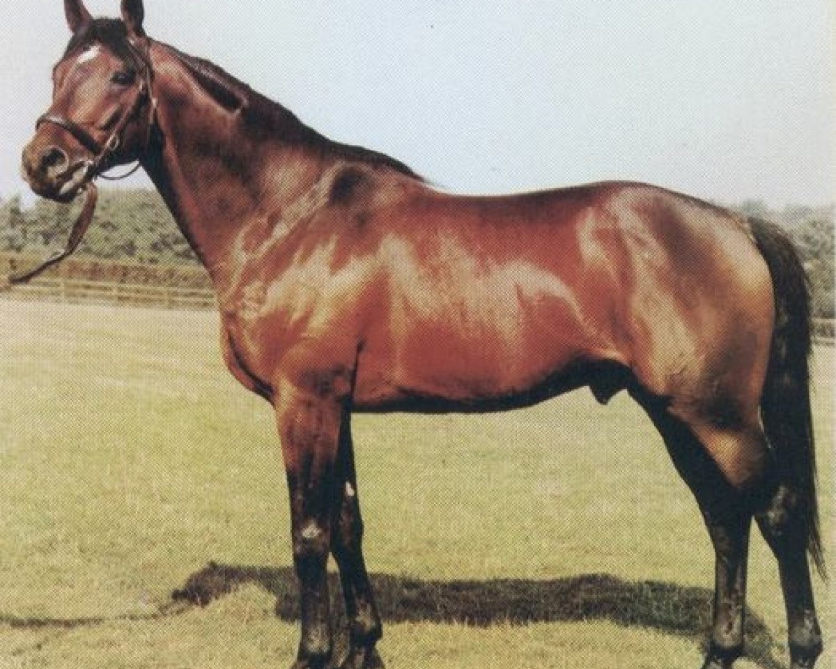 stallion Glint of Gold xx (Thoroughbred, 1978, from Mill Reef xx)