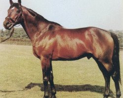 Deckhengst Glint of Gold xx (Englisches Vollblut, 1978, von Mill Reef xx)