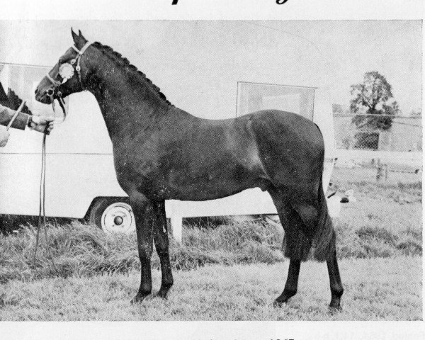 Pferd Cusop Ringo (British Riding Pony, 1967, von Cusop Hoity-Toity)