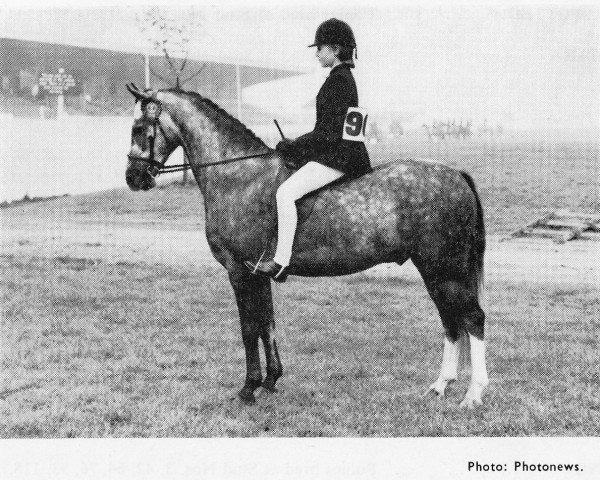 horse Treharne Stardust (British Riding Pony,  , from Bwlch Valentino)