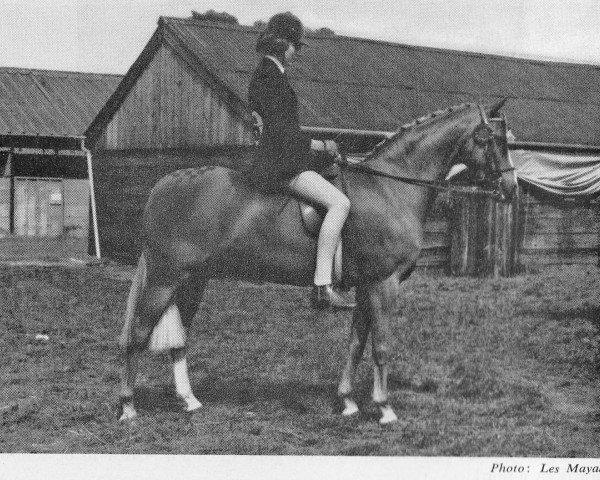 broodmare Treharne Veronica (British Riding Pony, 1964, from Bwlch Valentino)