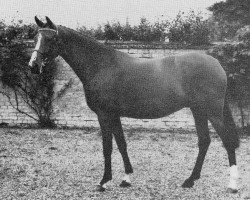 Zuchtstute Bwlch Mazurka (Welsh Partbred, 1964, von Criban Dash)