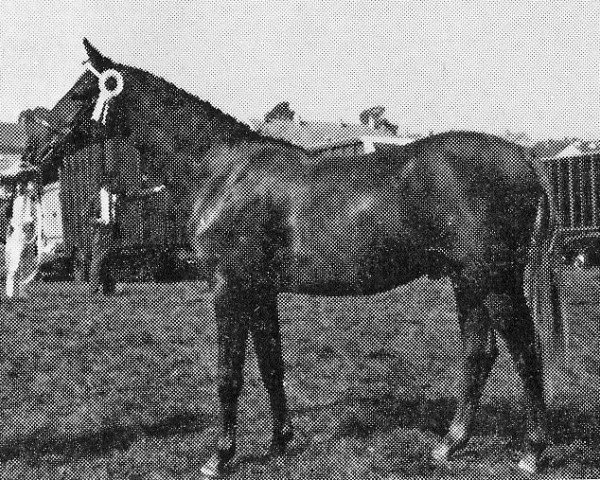 stallion Oakley Bubbling Up (Welsh Partbred, 1968, from Bwlch Hill Wind)