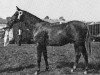 Deckhengst Oakley Bubbling Up (Welsh Partbred, 1968, von Bwlch Hill Wind)