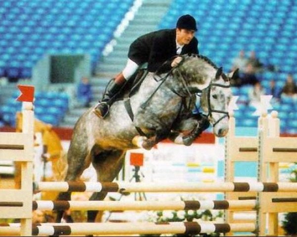 stallion Colino (Holsteiner, 1990, from Capitol I)