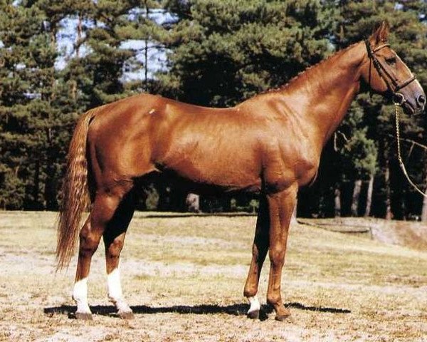 stallion Erioso (Selle Français, 1970, from Rantzau xx)