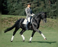 stallion Rotspon (Hanoverian, 1995, from Rubinstein I)