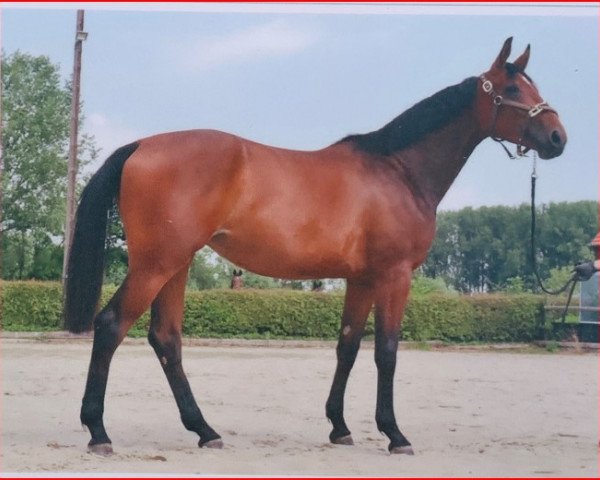 dressage horse Miss Moneypenny (Westphalian, 2021, from Velvet 117)
