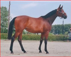 Pferd Miss Moneypenny (Westfale, 2021, von Velvet 117)