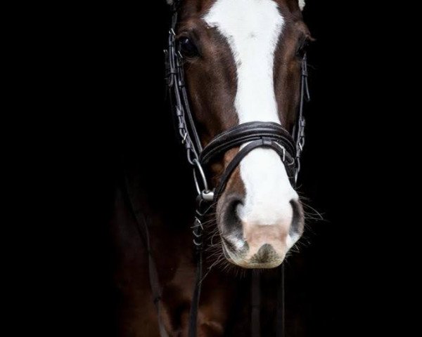 jumper Julymoon (Hanoverian, 2017, from Jaguar Mail)