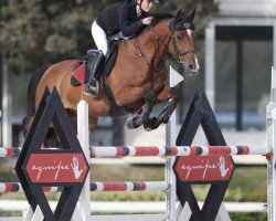 stallion Candico Z (Zangersheide riding horse, 2008, from Candillo Z)