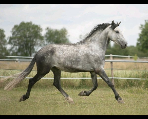 Pferd Palestino Salvatella (Pura Raza Espanola (PRE), 2015)