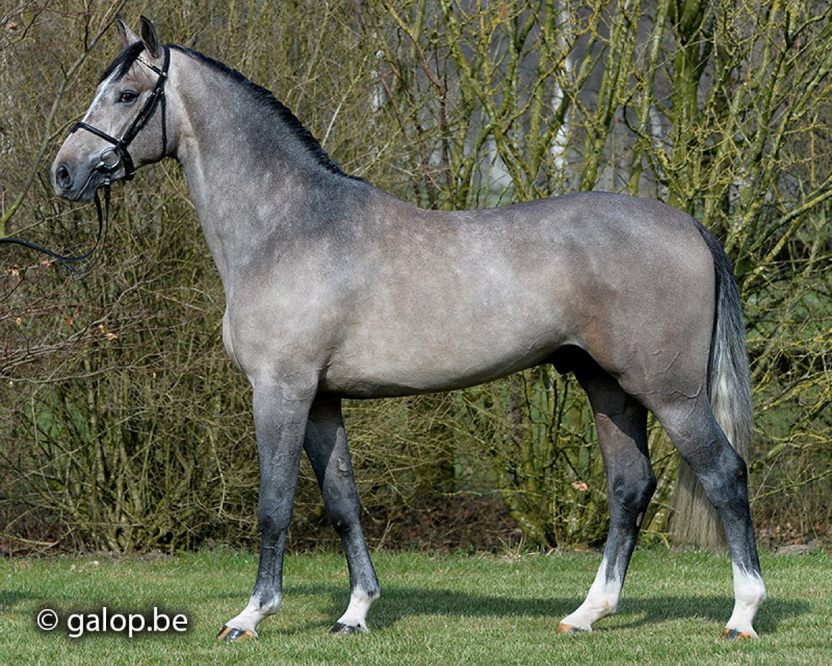 stallion Shadowfax 111 (Belgian Warmblood, 2012, from Der Senaat 111)