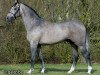 stallion Shadowfax 111 (Belgian Warmblood, 2012, from Der Senaat 111)