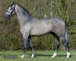 Deckhengst Shadowfax 111 (Belgisches Warmblut, 2012, von Der Senaat 111)