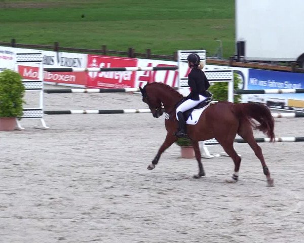 Reitturnier Westergellersen 2023