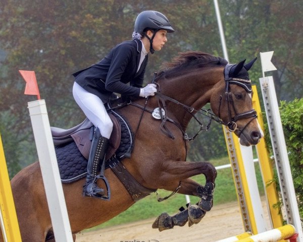 dressage horse Diamantenzauber (German Riding Pony, 2015, from Diamantenglanz AT)