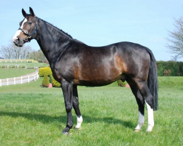 stallion Powerfee (Royal Warmblood Studbook of the Netherlands (KWPN), 1997, from Fedor)