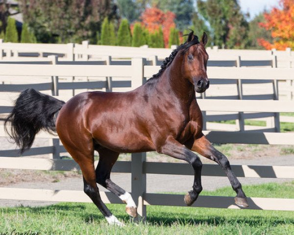 Deckhengst WT Lillix (Holsteiner, 2009, von Liocalyon)