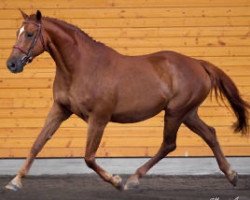 broodmare Nelke I (Holsteiner, 1998, from Coriander)