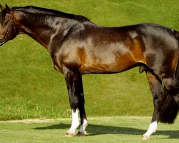 stallion Liocalyon (Holsteiner, 1992, from Liostro)