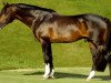 stallion Liocalyon (Holsteiner, 1992, from Liostro)