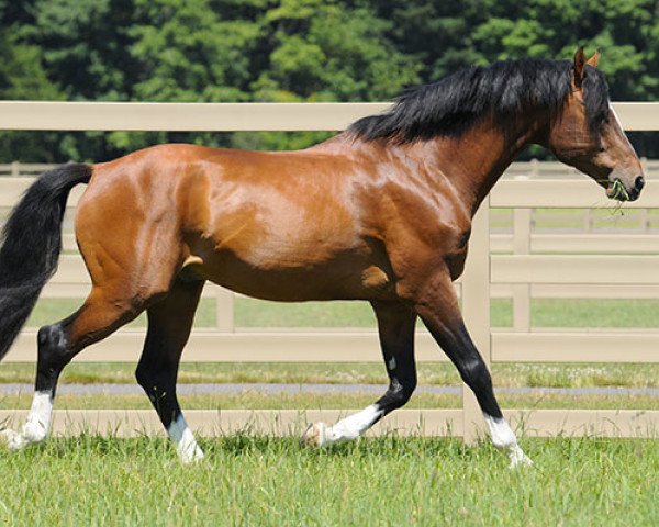 stallion Limoncello II (Holsteiner, 2001, from Lorentin I)