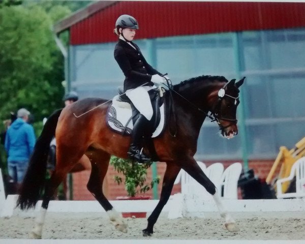 dressage horse Kolvenfeld's Viola D'Amore (German Riding Pony, 2010, from Very Painted N.N.)