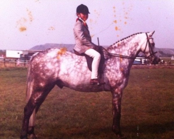 Deckhengst Ashlands Gemini (British Riding Pony, 1975, von Nutcombe Ashley of Oakley)