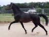 Pferd Lacassar G von Lassar / Caresse le Rêve (Westfale, 2019, von Lassar)