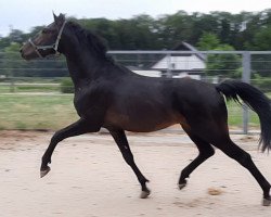 horse Lacassar G von Lassar / Caresse le Rêve (Westphalian, 2019, from Lassar)